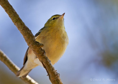Bay-breasted Warbler