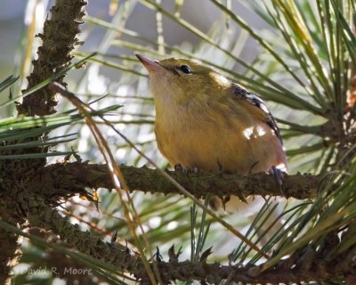 Bay-breasted Warbler