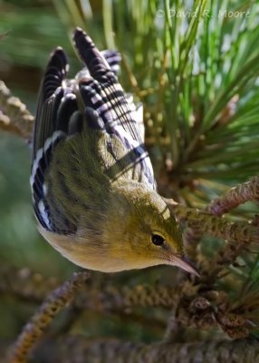 Bay-breasted Warbler
