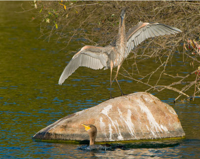 Cor-GBH7657.jpg