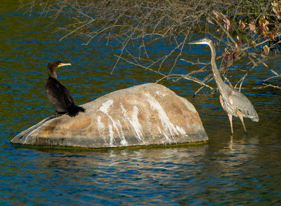 Cor-GBH_7636.jpg