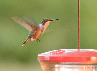Hummer0_7572.jpg