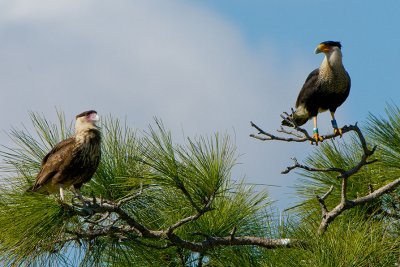 2-Carcaras_9088-web.jpg