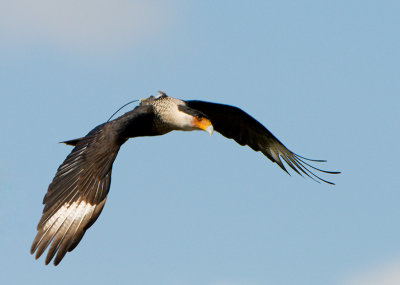 Caracara_9113-web.jpg