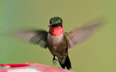 Hummer_D3S1681.jpg