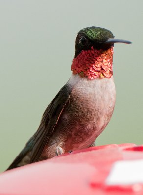 Hummer_D3S1580.jpg