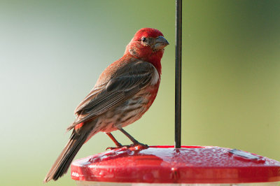 Finch_D3S2500-Web.jpg