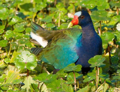 Purple-Gallinule_4963.jpg
