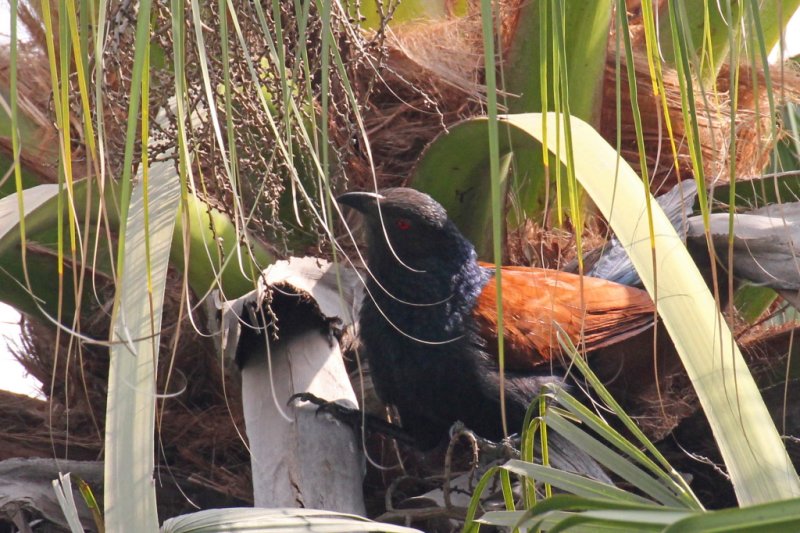 Greater Coucal or Crow Pheasant - 64 086