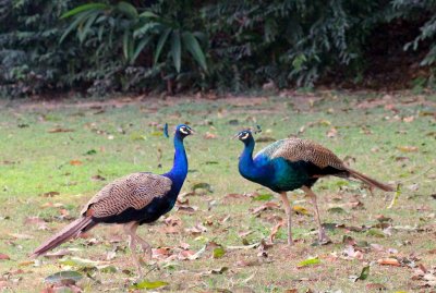 Peacocks - 39 050