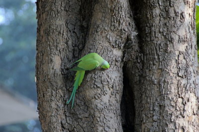 Rose-ringed Parakeet - 49 030