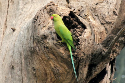 Rose-ringed Parakeet - 51 088