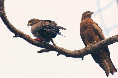 Black Kites - 51 093