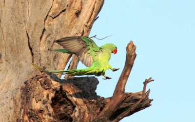 Rose-ringed Parakeet - 54 075