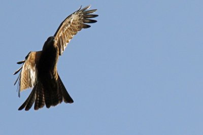 Black Kite - 56 121