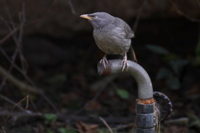 Jungle Babbler - 57 091