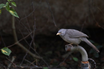 Jungle Babbler - 57 094