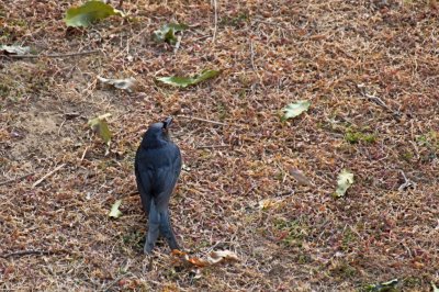 Black Drongo - 60 023