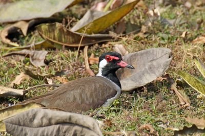 Red-wattled Lapwing - 60 062