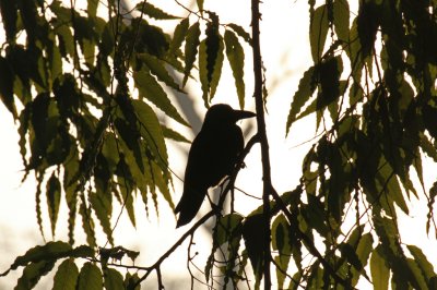 House Crow - 61 001