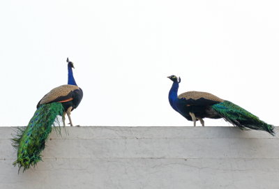 Peacocks - 62 054