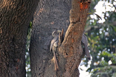 Indian Grey Hornbills - 63 051