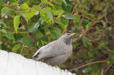 Jungle Babbler - 64 073