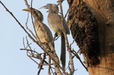 Indian Grey Hornbills - 65 008