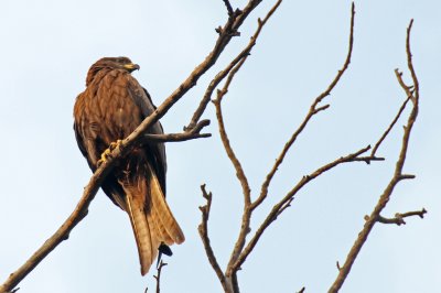 Black Kite - 65 036