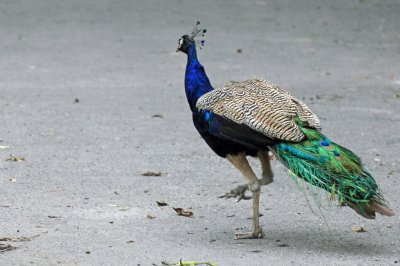 Peacock - 65 039