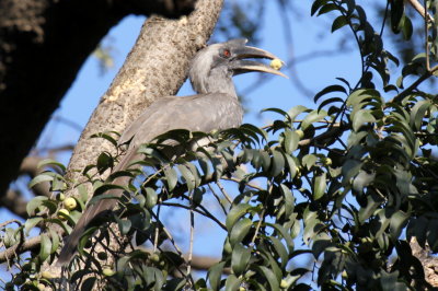 Indian Grey Hornbill - 65 087