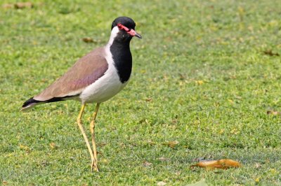 Red-wattled Lapwing - 66 045