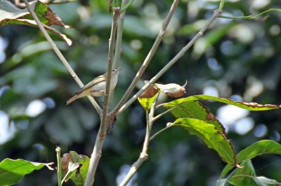 Common Chiffchaff - 66 111