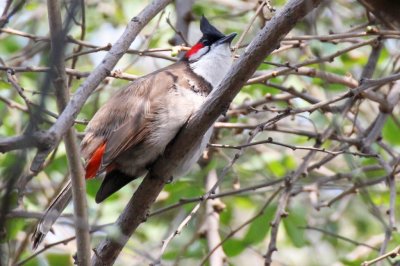 Red-whiskered Bulbul - 67 099