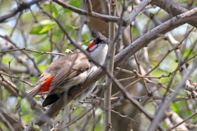 Red-whiskered Bulbul - 67 125