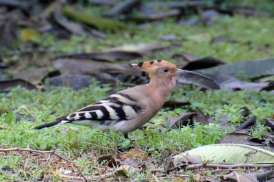 Common Hoopoe - 69 054