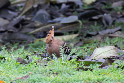 Common Hoopoe - 69 079