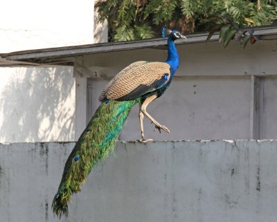 Peacock - 69 090