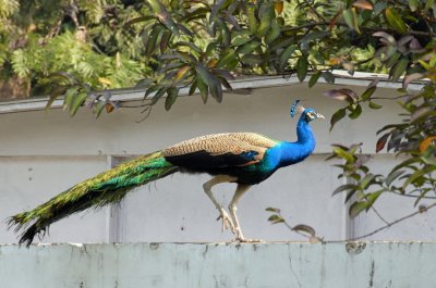 Peacock - 69 091