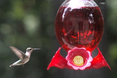 Hovering for Food