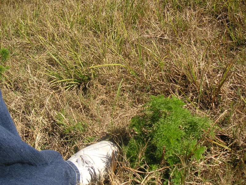 Vegetation with Foot