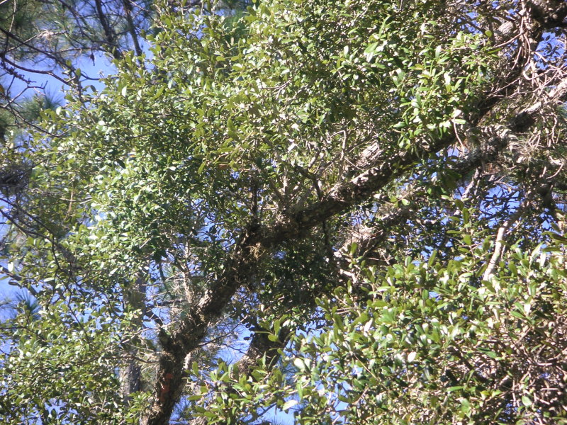 Woodpecker1