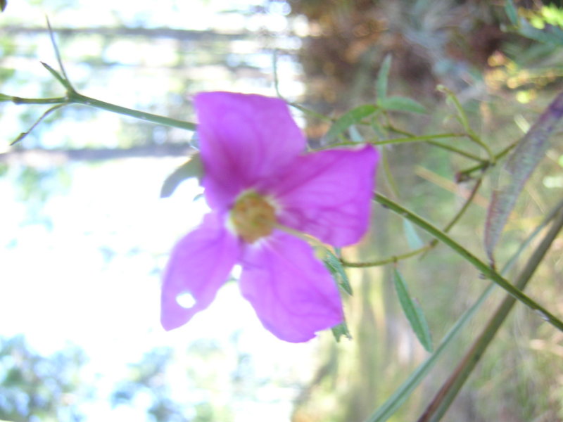 Purple Flower