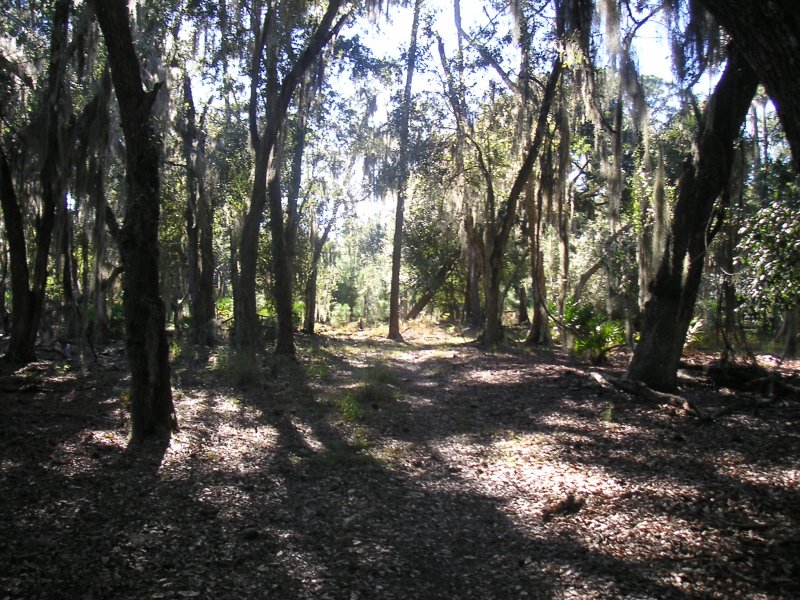 MidTrailDir1