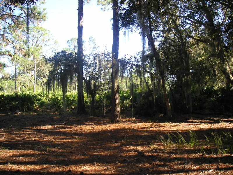 MidTrailDir4