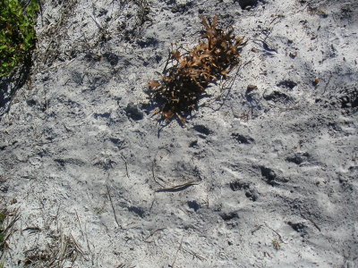 Animal Tracks
