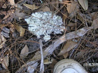 Fungus with Foot