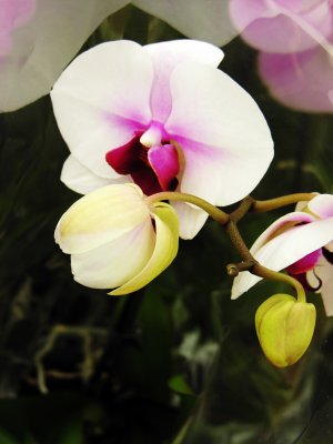PICT0184.jpg