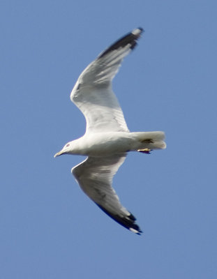 CRW_5365.jpg