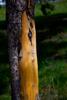 IMG_3174.jpg